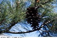 Image of Pinus strobus
