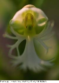 Image of Platanthera leucophaea