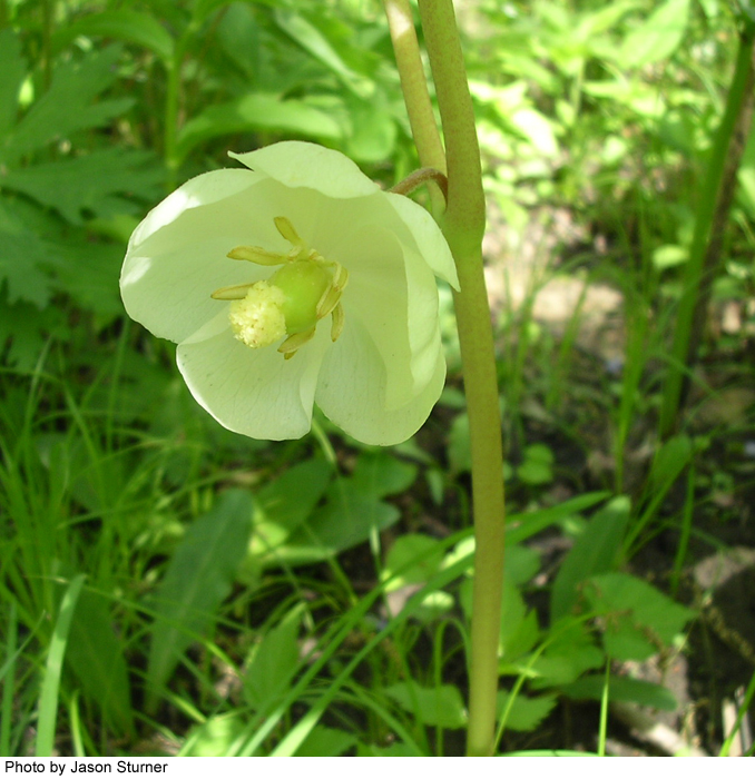 Podophyllum peltatum image