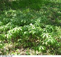 Podophyllum peltatum image