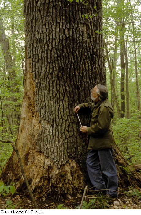 Quercus alba image