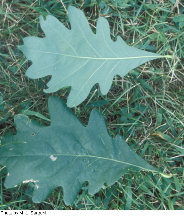 Quercus alba image