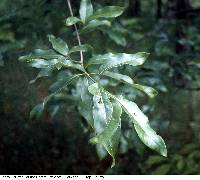 Image of Quercus imbricaria