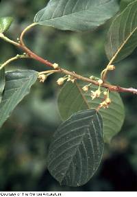Frangula alnus subsp. alnus image