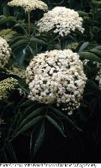 Sambucus canadensis image