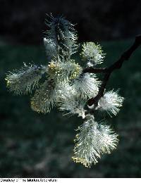 Image of Salix cinerea