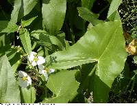 Sagittaria latifolia image