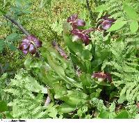 Image of Sarracenia purpurea