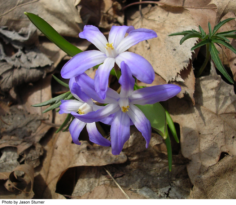 Scilla siberica image