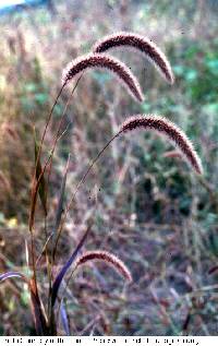 Image of Setaria italica