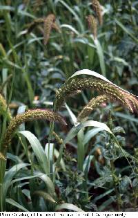 Setaria viridis image