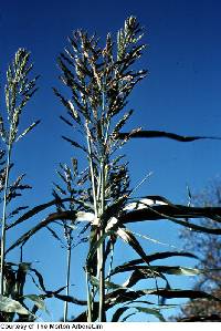 Image of Sorghum bicolor