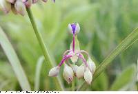 Tradescantia ohiensis image