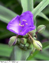 Tradescantia ohiensis image