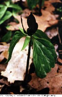 Trillium recurvatum image