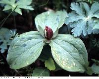 Trillium sessile image