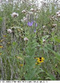 Verbena stricta image