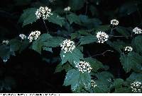 Image of Viburnum acerifolium