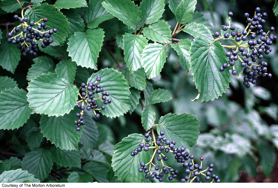 Viburnum dentatum image