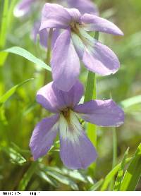 Viola pedata image