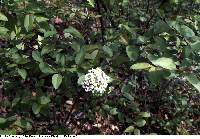 Image of Viburnum prunifolium
