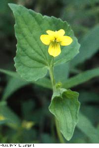 Viola pubescens image