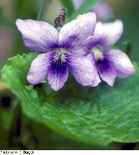 Viola sororia image