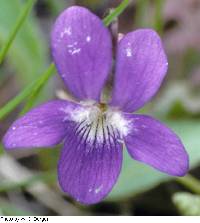 Viola sororia image