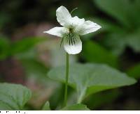 Image of Viola striata