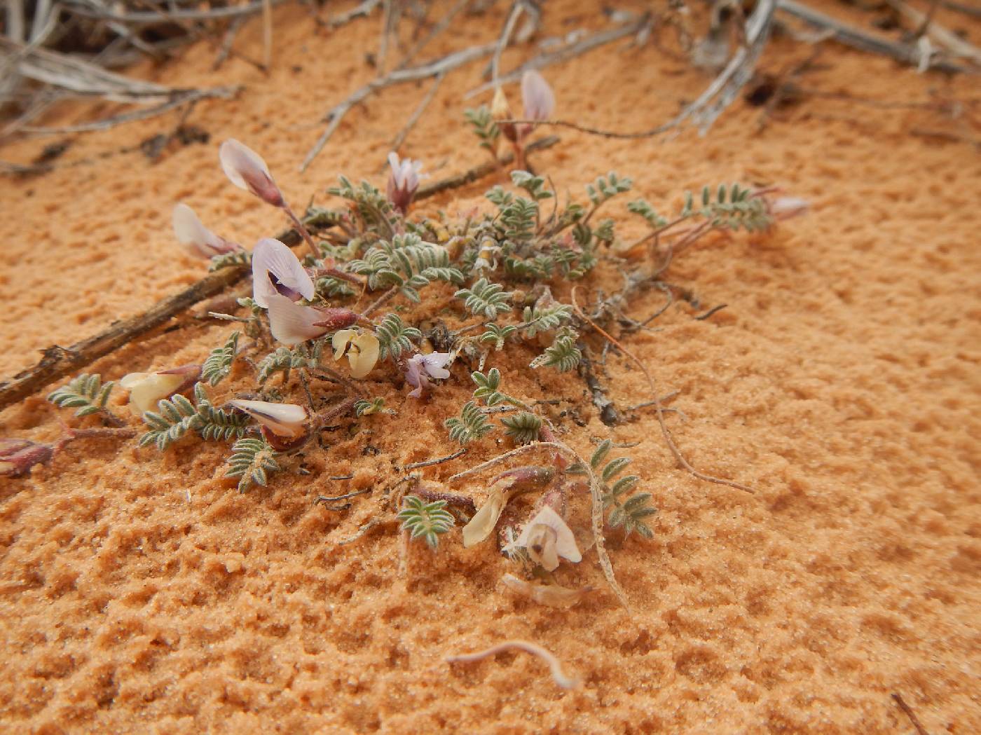 Astragalus image