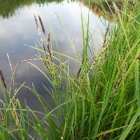 Carex aquatilis image