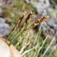Image of Carex myosuroides