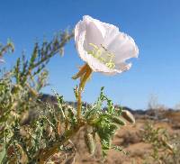 Image of Oenothera deltoides