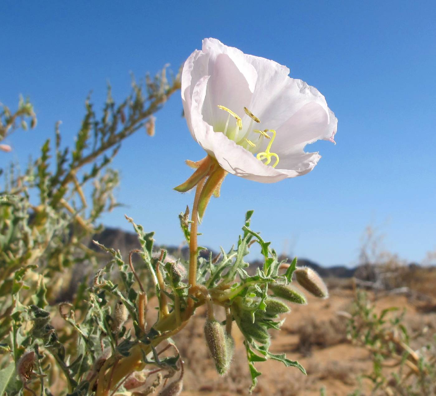 Oenothera deltoides image