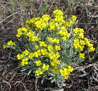 Physaria cinerea image