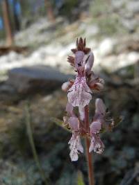 Image of Stachys ajugoides