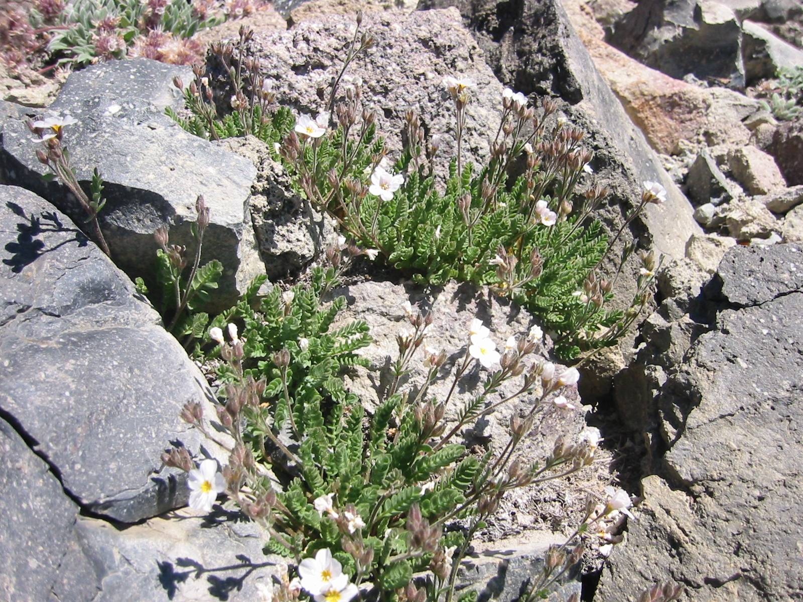 Polemonium pulcherrimum subsp. pulcherrimum image
