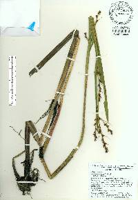 Image of Scleria lacustris