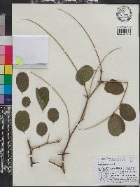 Robinia pseudoacacia image