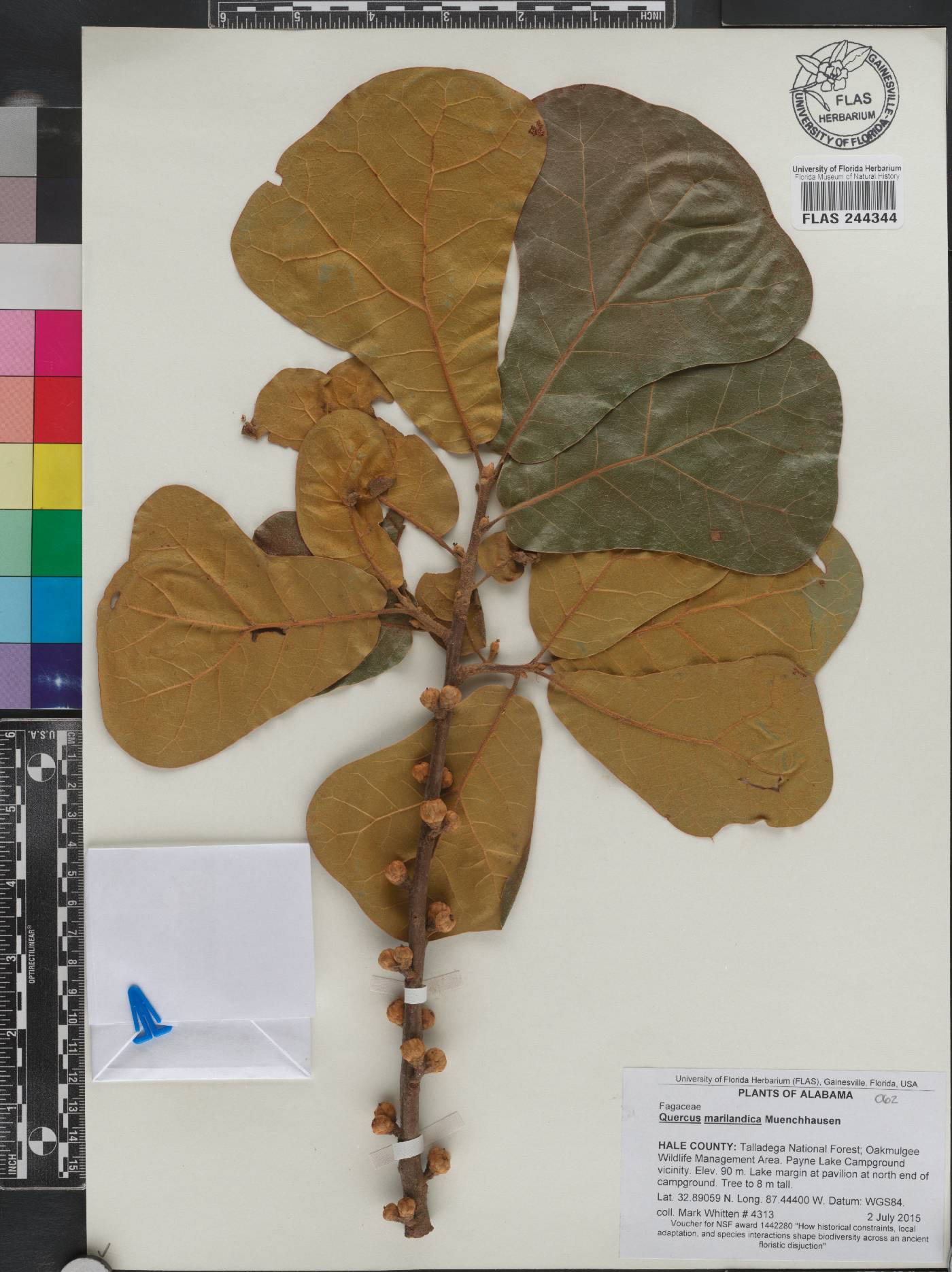 Quercus marilandica image