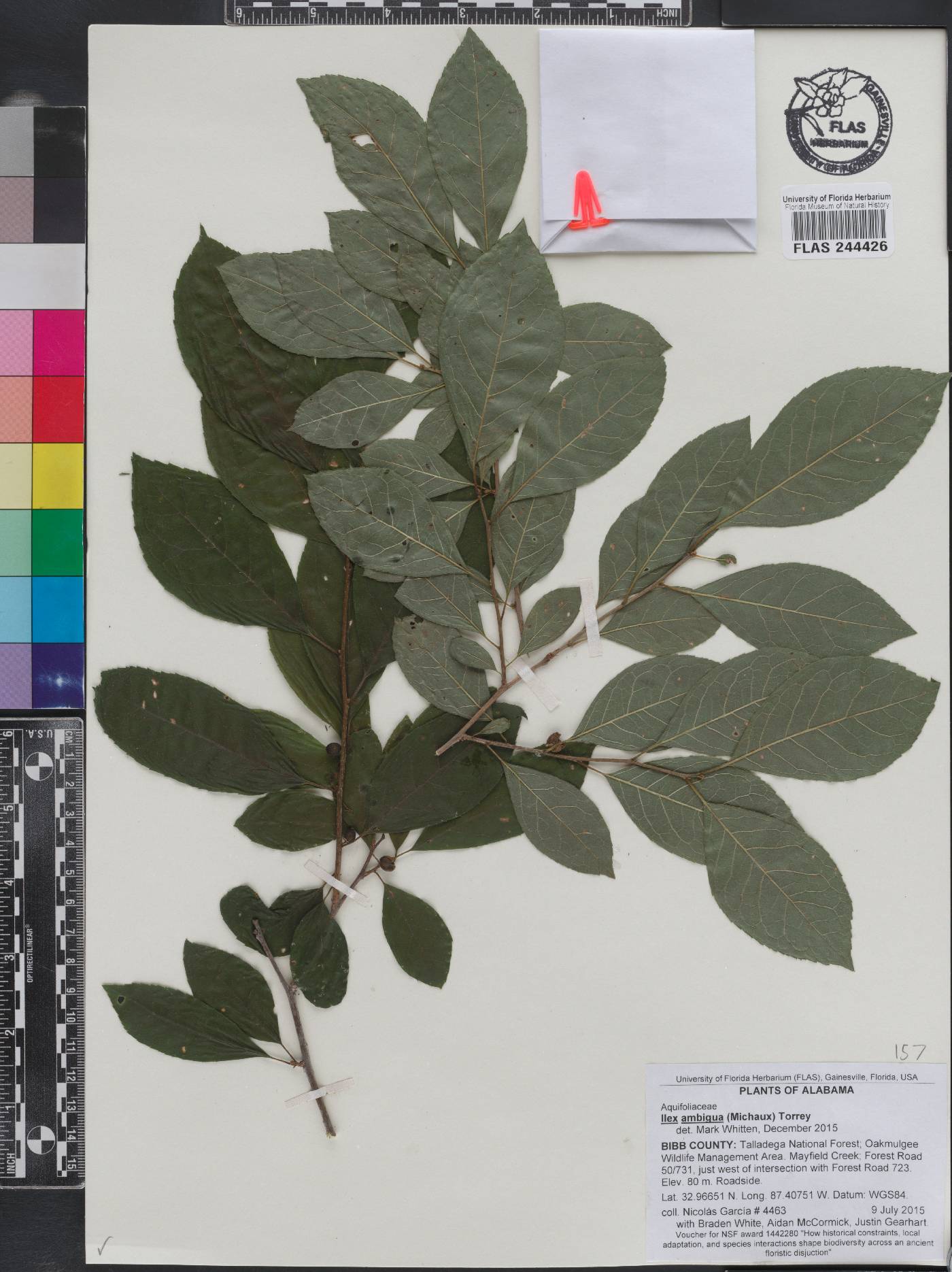 Ilex ambigua image