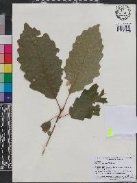 Quercus montana image