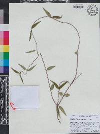 Gelsemium sempervirens image