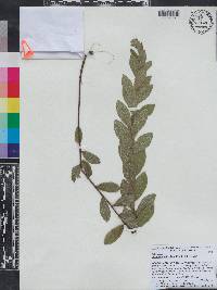 Image of Oclemena reticulata