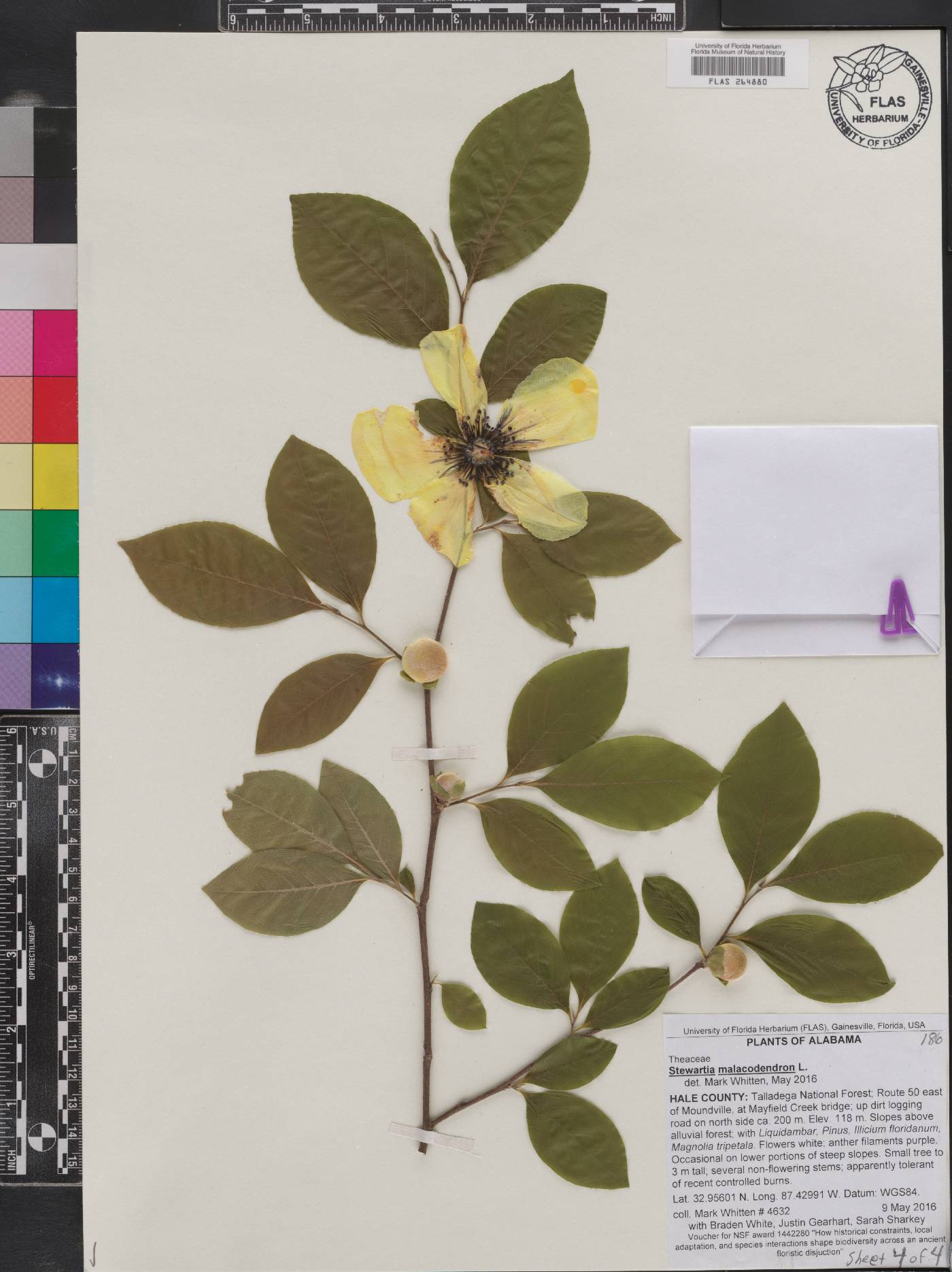 Stewartia malacodendron image