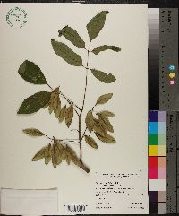 Fraxinus caroliniana image