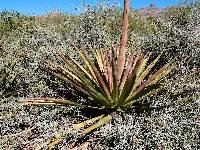 Image of Agave angustifolia