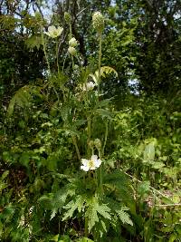 Anemone virginiana image