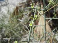 Adolphia californica image