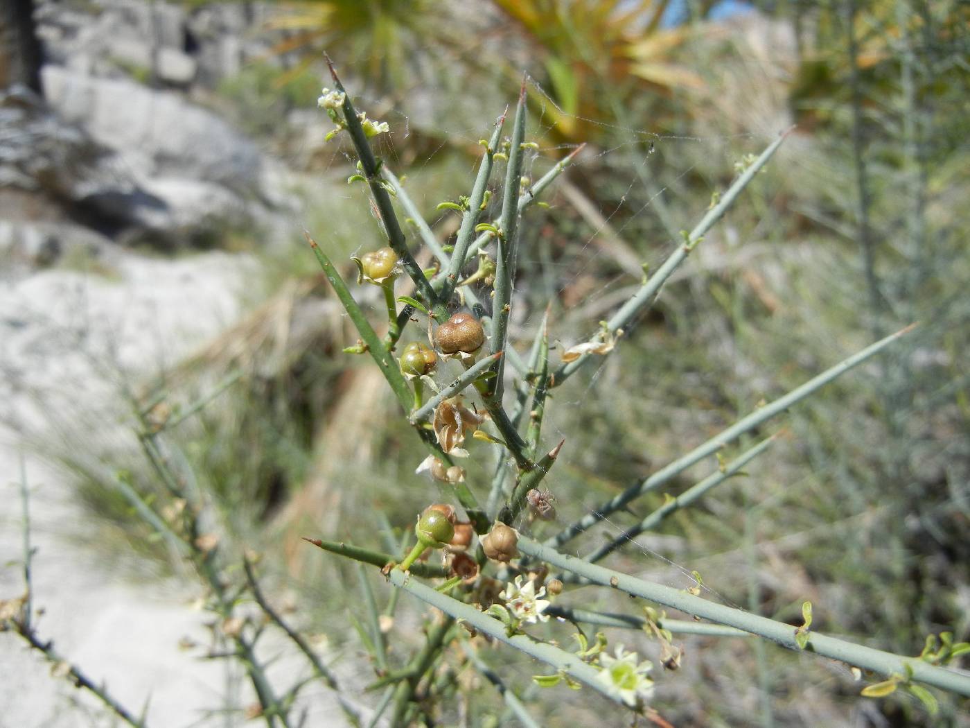 Adolphia californica image